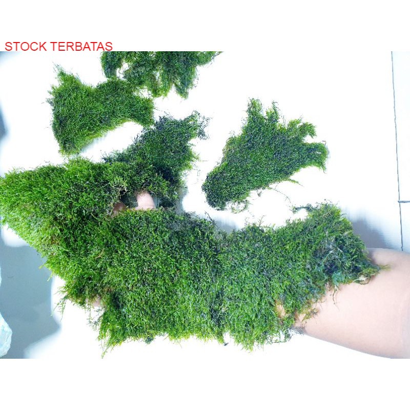 Java Moss Aquascape Paludarium Bonsai Karpet Daun darat air Clump lempengan jual Nampan Promo Murah