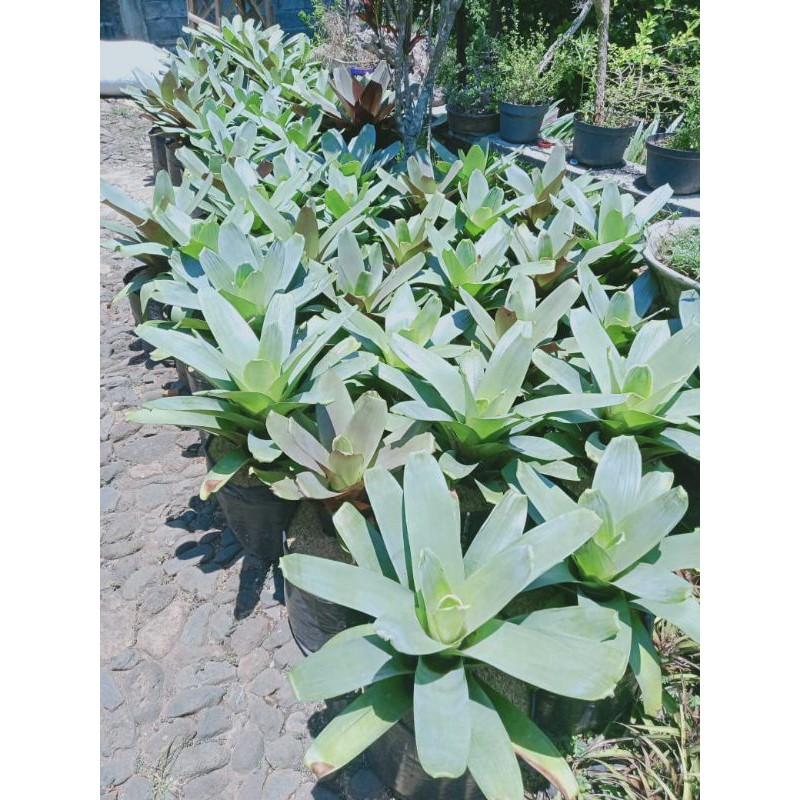 Bromelia giant