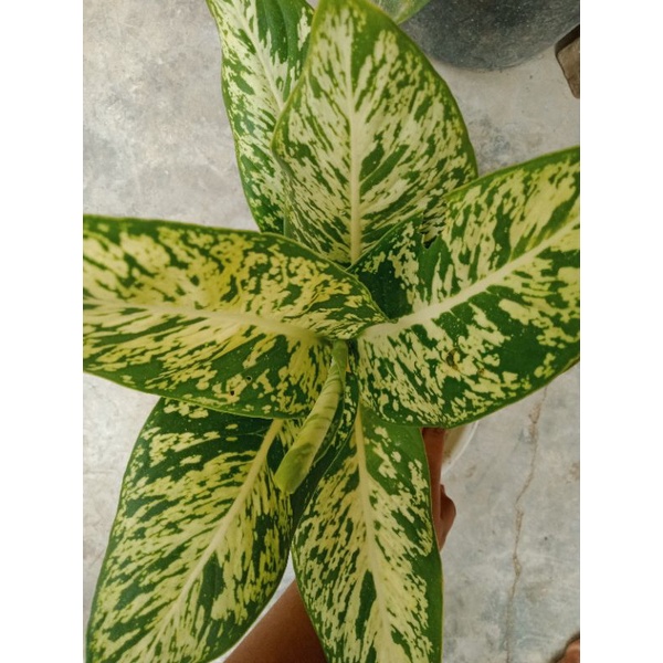 Diven candy / Tanaman diven / Tanaman hias / Aglonema diven