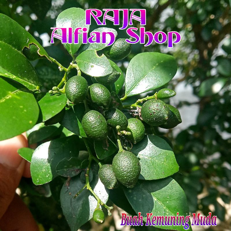

Buah Kemuning Muda