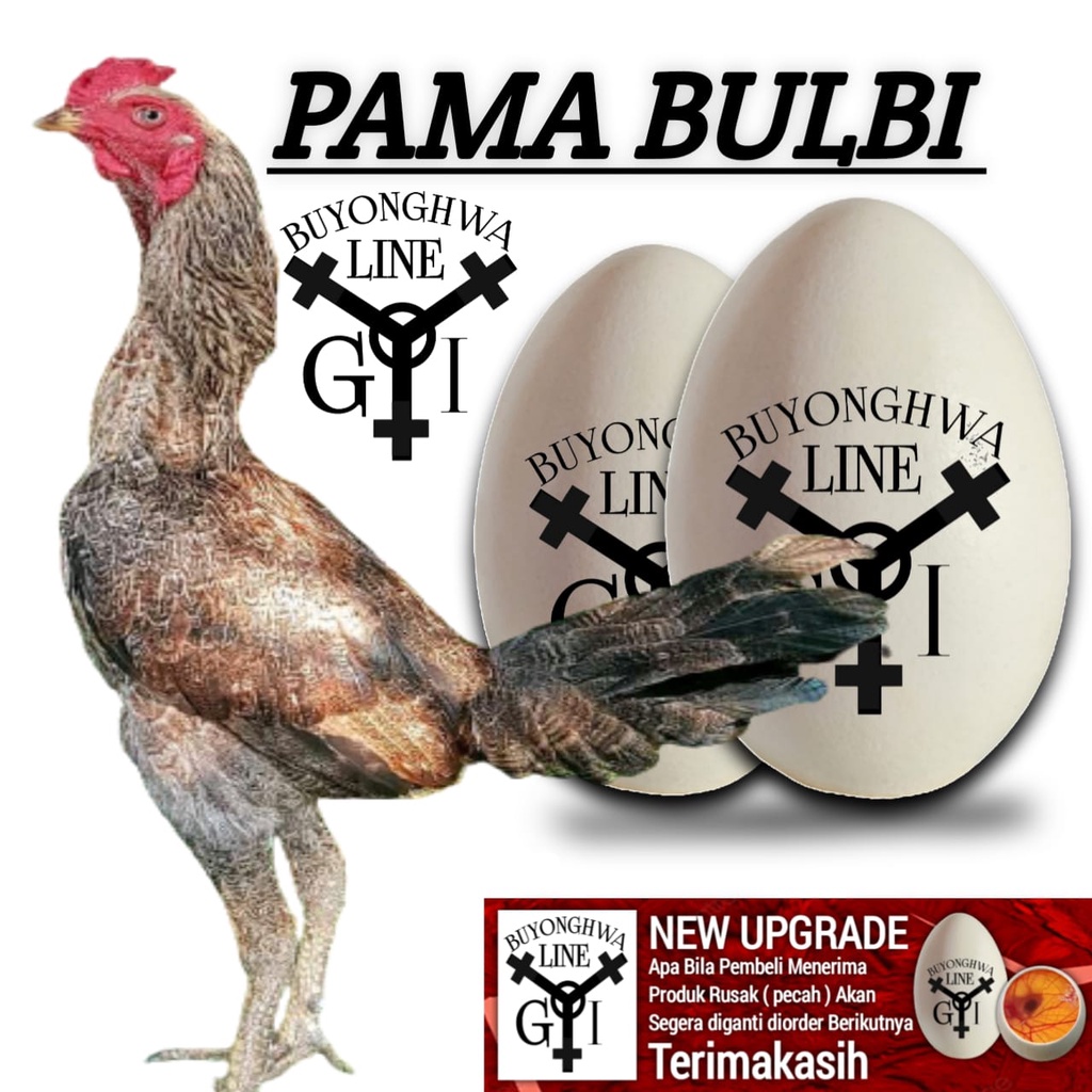 ayam bulbi ori paket 2 butir telur fress