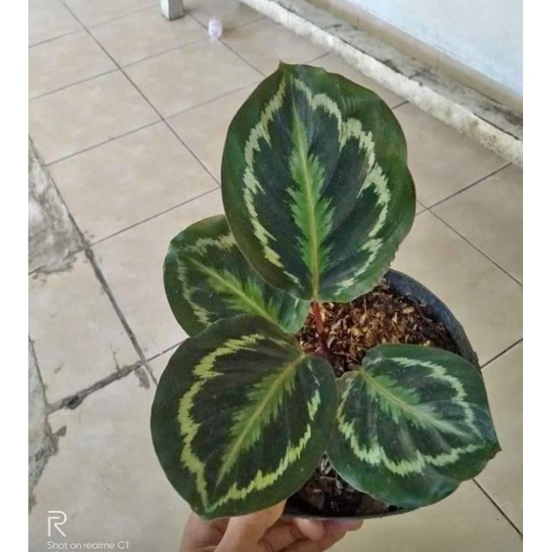 CALATHEA MEDALION