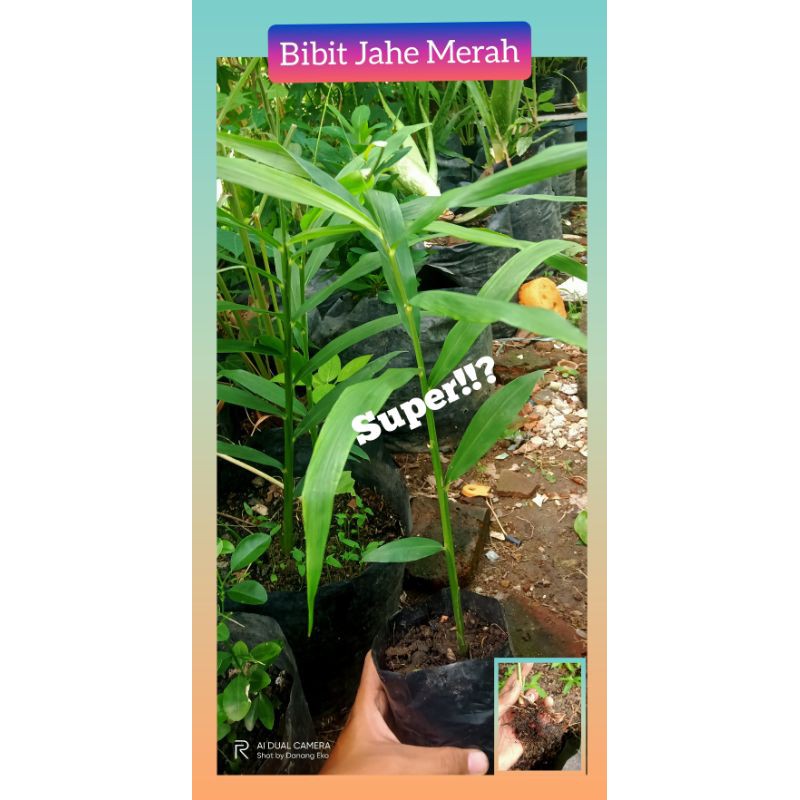 Bibit Jahe Merah Super / jahe merah herbal