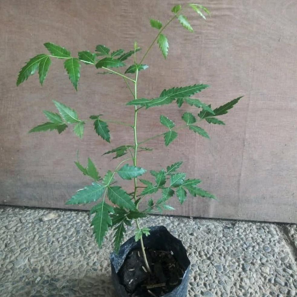Laris Murah Bibit Pohon Mimba-Tanaman Buah Daun Imba Mimba Obat Herbal Banyak Manfaat R*O