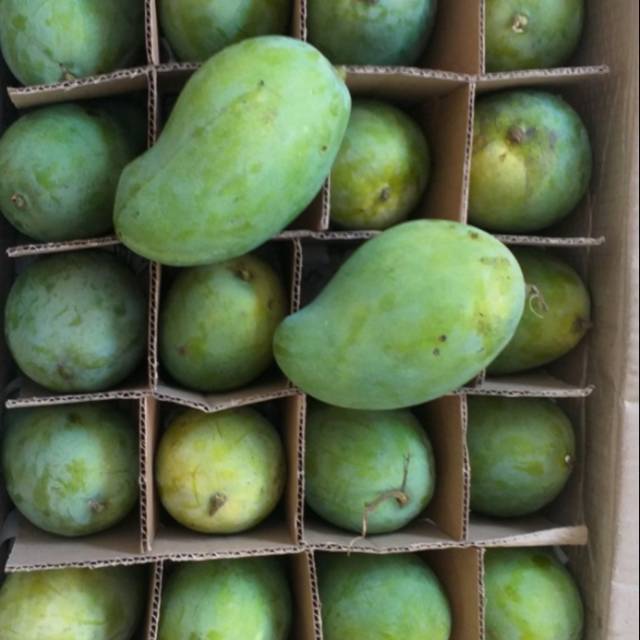 

Mangga Harum Manis Matang Pohon Ganda Segar dan Sehat per Box 10 kg