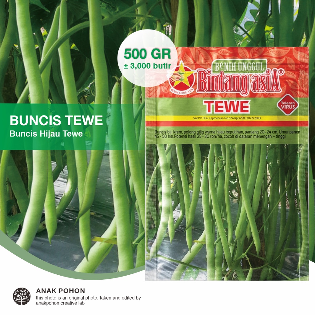 (1 PACK) Benih Buncis Hijau TEWE Seeds - Bintang Asia - 500 GRAM