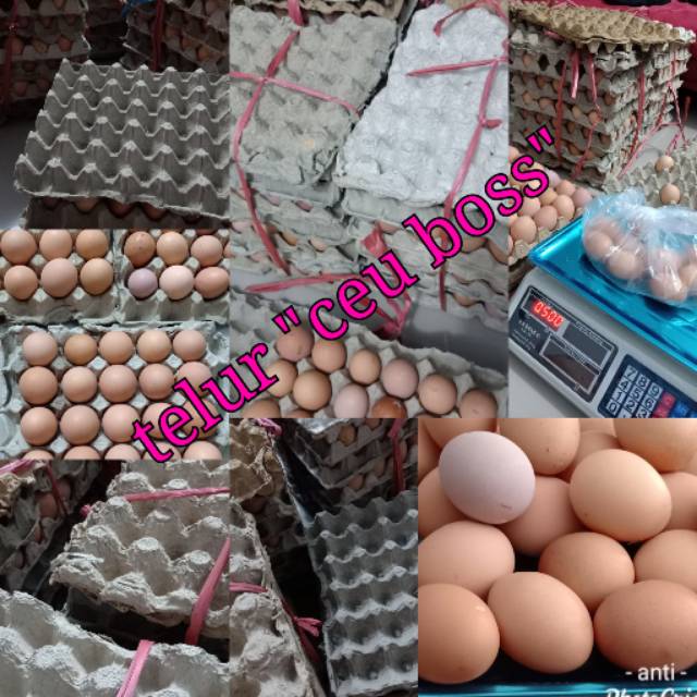 

Telur ceu boss