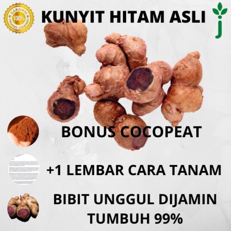 Rimpang Kunyit Hitam Asli 100% - Kaempferia Parviflora - Import Thailand - Kualitas Terjamin.