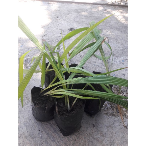 brambang dayak / bawang dayak