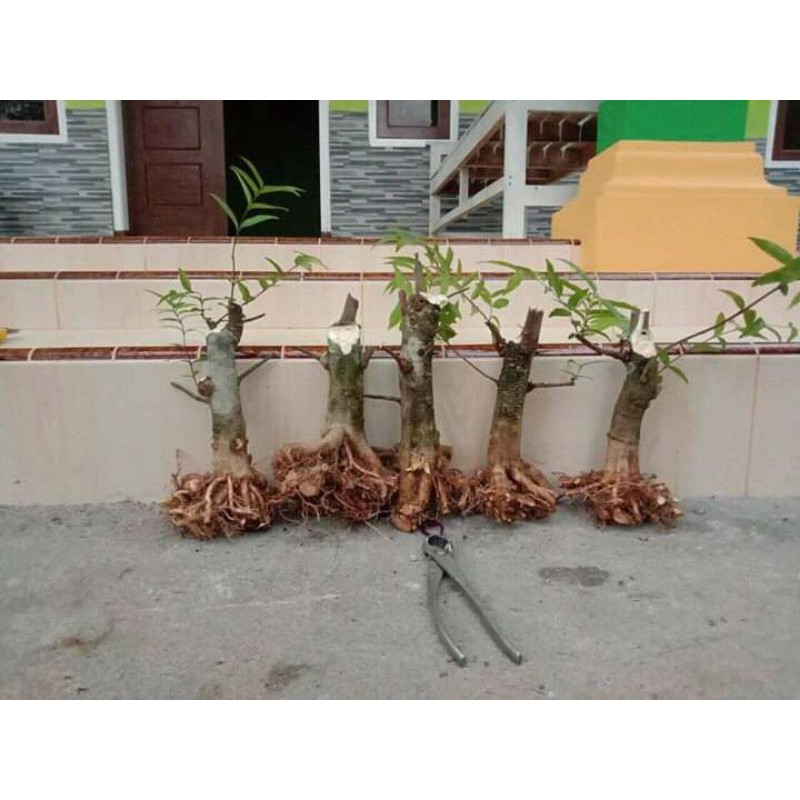 Bahan Bonsai Anting Putri Program Akar