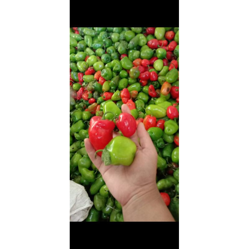 

Cabai Habanero/Gendot