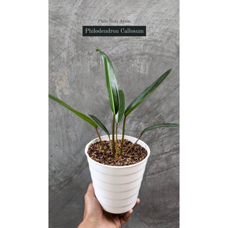 Philodendron Callosum / Philo Bulu Ayam