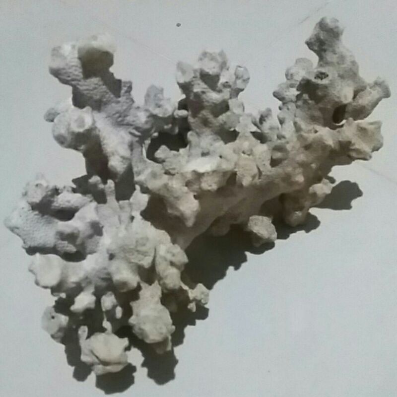 batu karang laut ornamen aquarium rumah ikan nemo