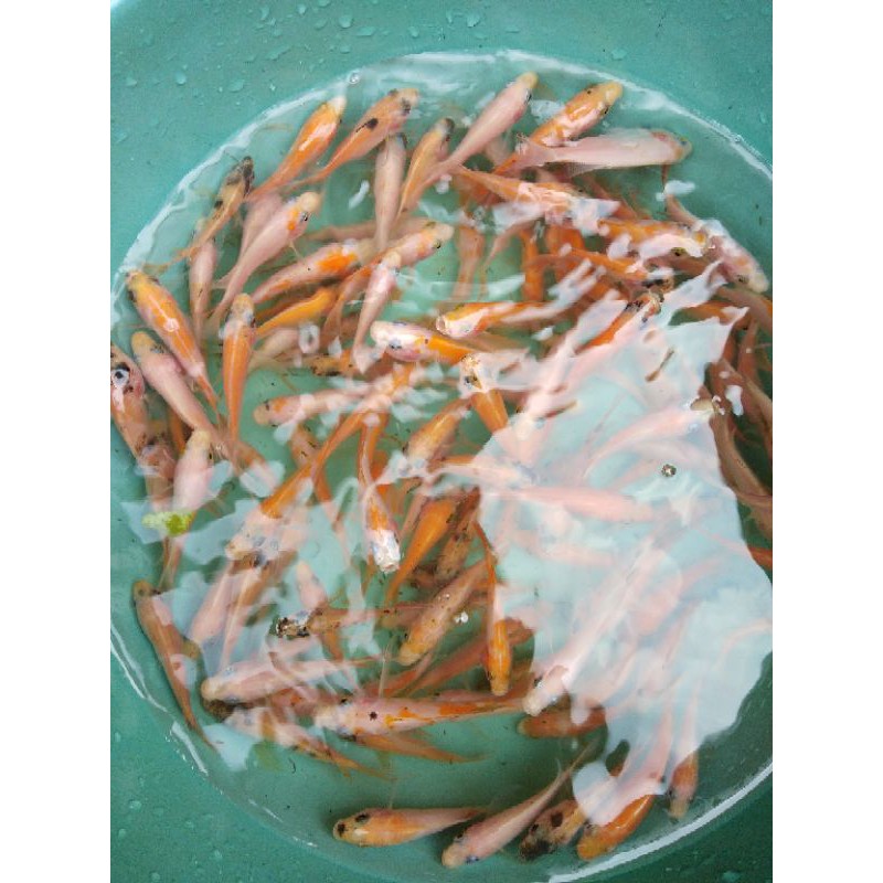 bibit ikan nila merah MURAH