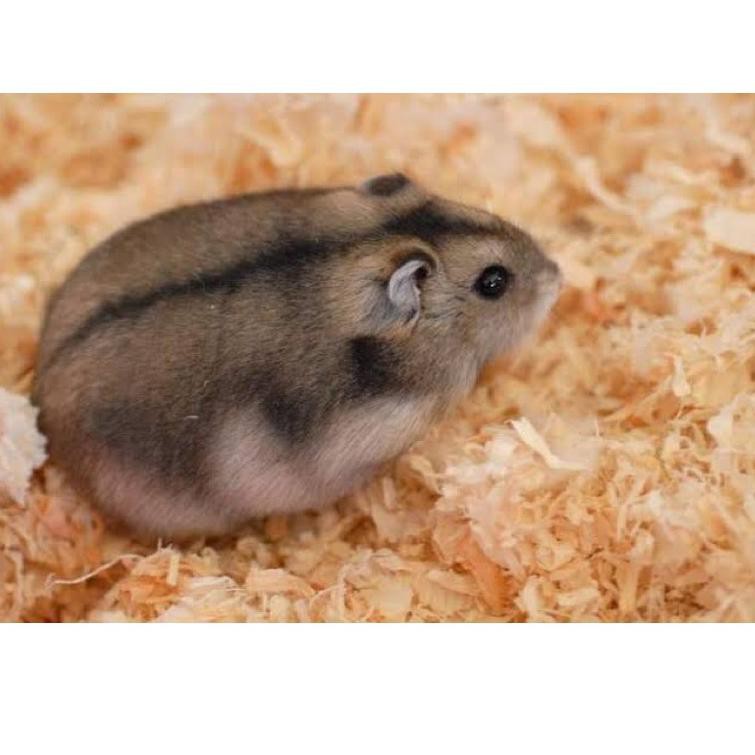 HAMSTER CAMPBELL