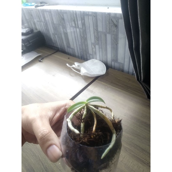 Kompot Anggrek Gigantea