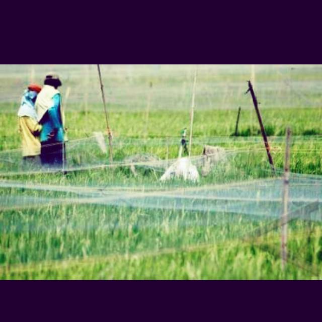 Jaring burung emprit