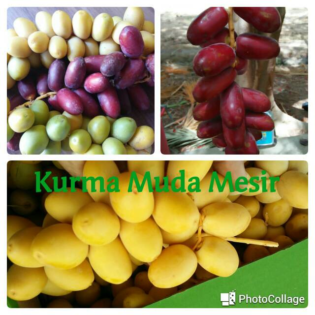 

Kurma muda kuning