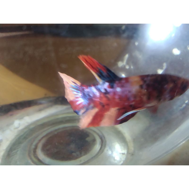 Ikan cupang nemo/koi galaxy