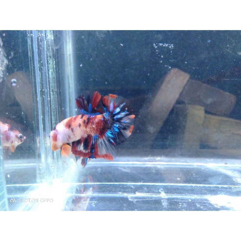 ikan cupang Nemo Galaxy Bahan