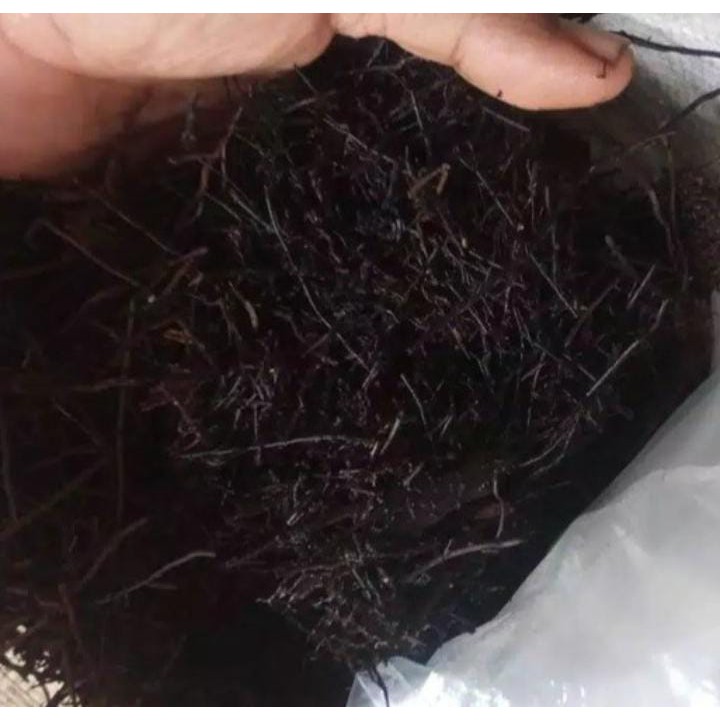 

Pakis cacah fermentasi (1kg)