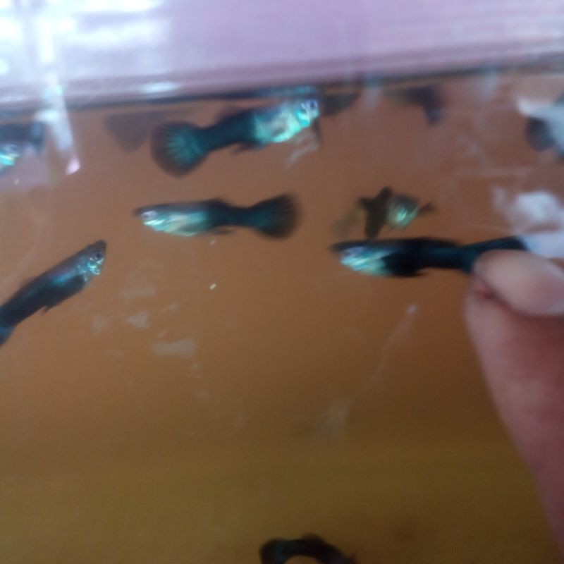 

ikan guppy hb blue