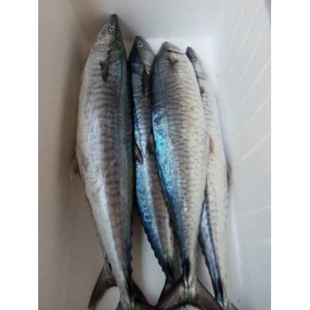 

Ikan tenggiri potong