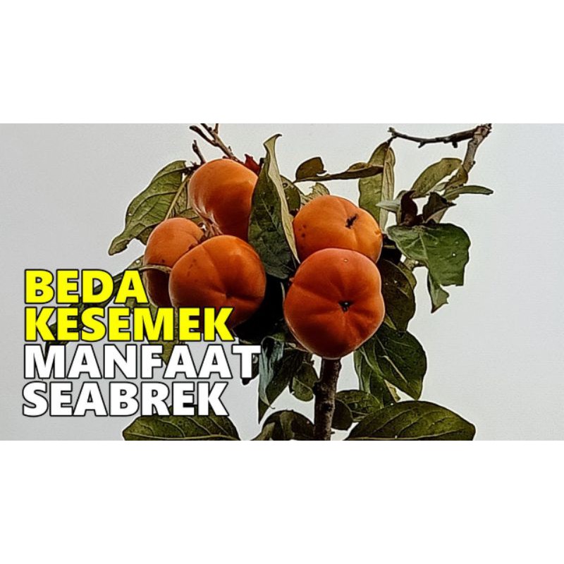bibit buah kesemek/bibit tanaman kesemek