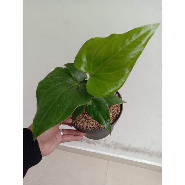 anthurium brownii (anthurium corong)