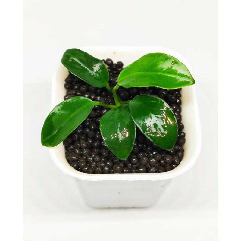 Anubias Petit / Anubias Petite