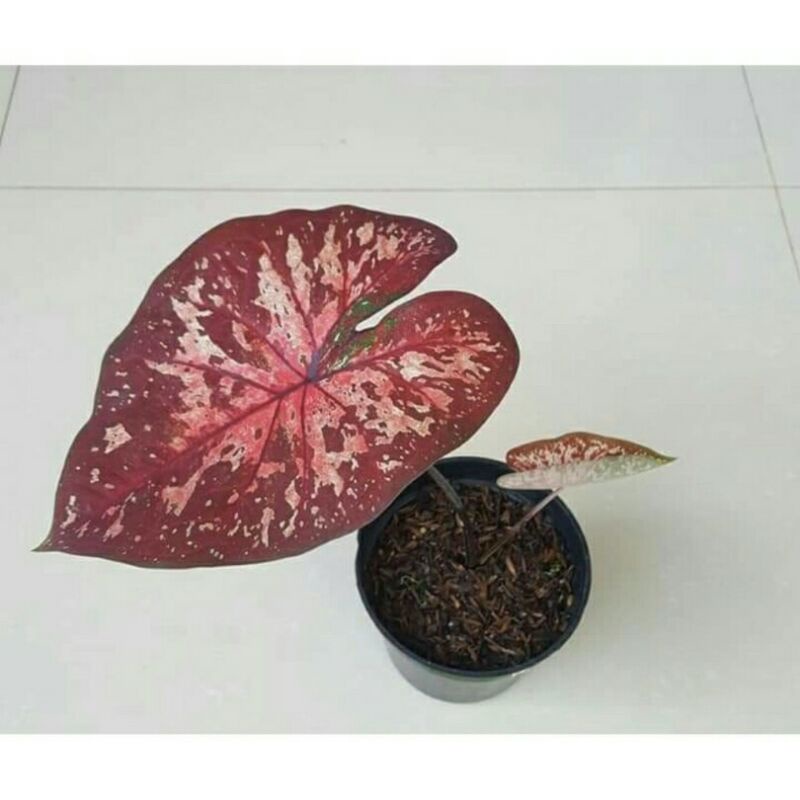 tanaman hias umbi caladium hybrid btik merah keladi hias