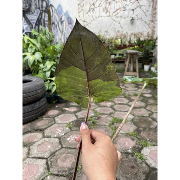 Alocasia sarawakensis "Yucatan princess" variegata