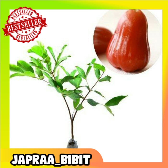 

Promo Murah Jambu air madu delli merah