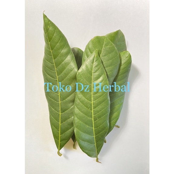 

Daun kelengkeng klengkeng segar pilihan per 25 lembar-az