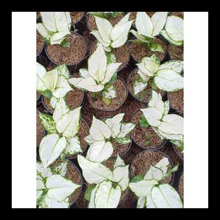 Diskon Bibit Aglonema Super White Paling Murah