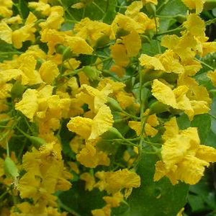 biji/benih/bibit bunga angsana (10 biji)