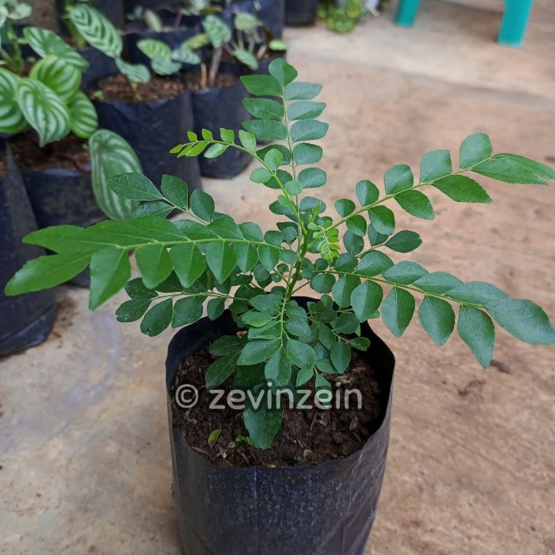 

Bibit Daun Kari / Salam Koja / Temurui | REMPAH DAUN - BUMBU MASAK
