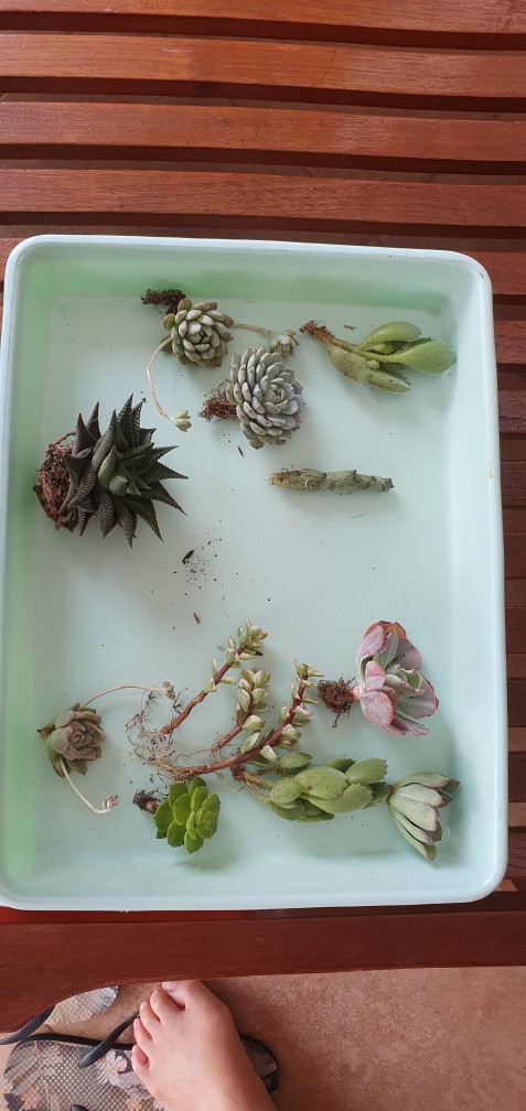 Sukulen Dan Kaktus Mini (echeveria ‘crinoline Ruffles’)