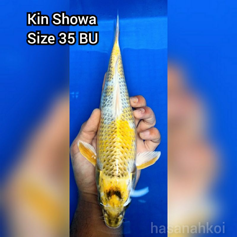 Ikan Koi Kin Showa 4005