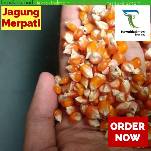 Jagung Kecil Pakan Burung Merpati - Jagung Merpati 1Kg