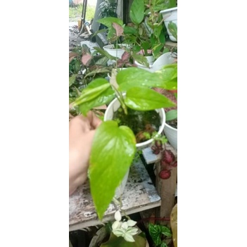 monstera epipremnum pinatum varigata kuning