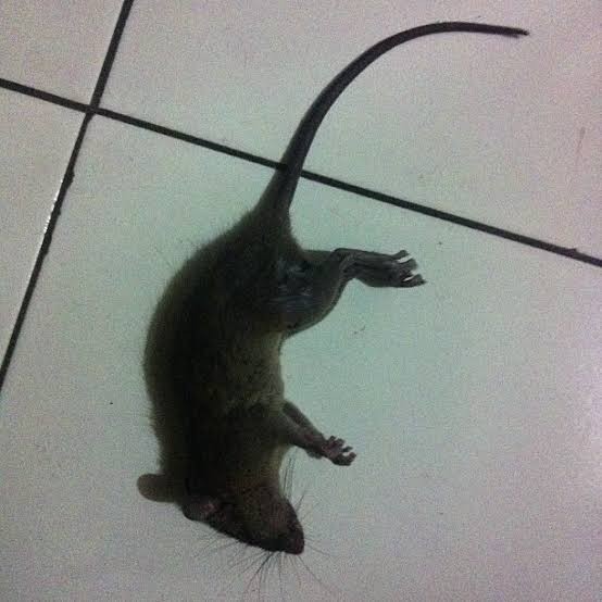 Racun Tikus Ramtus Asli Alami Mati Kering Tidak Bau Pembasmi Pengusir Tikus Super Paling Ampuh 2pack