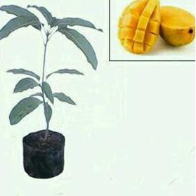 Asli Bibit Mangga Chokanan Asli