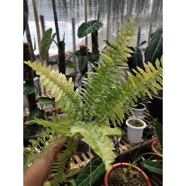 Tanaman hias Pakis Boston Variegata