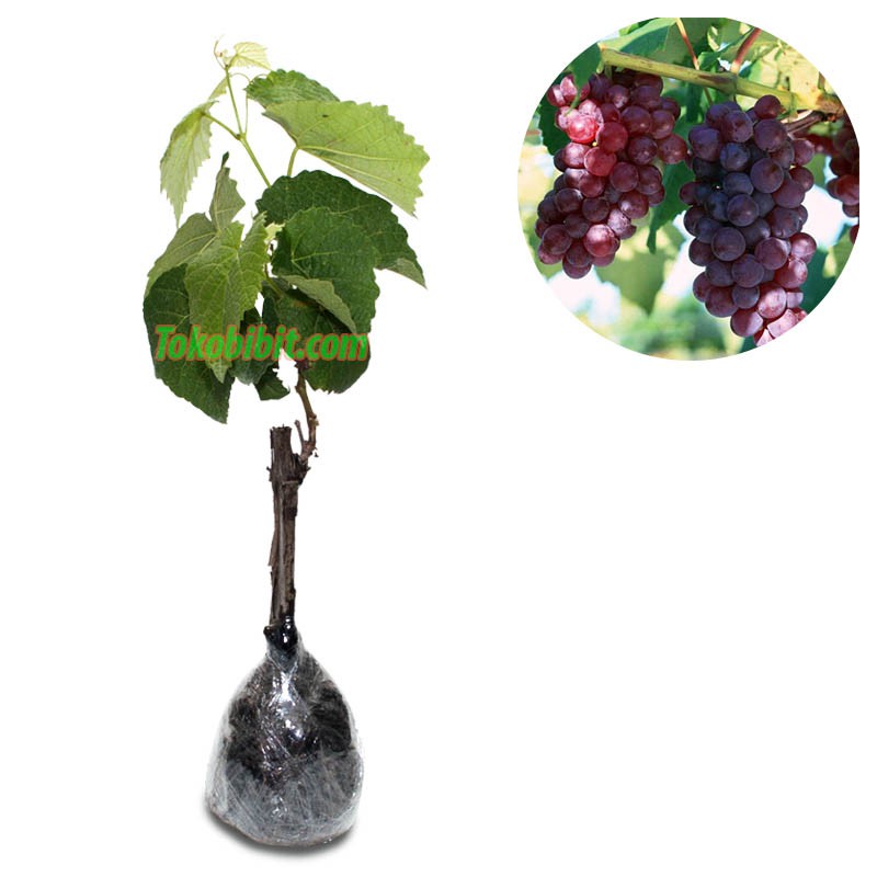  Tanaman  Buah Anggur  Merah  Lokal Ukuran 25cm Shopee 