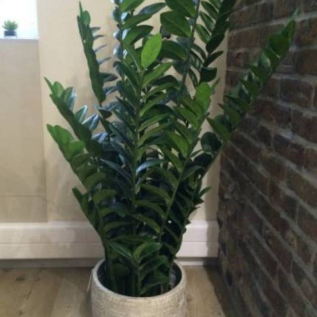 Tanaman hias bunga outdoor indoor daun koin dollar Tanaman hias bunga outdoor indoor daun koin dollar