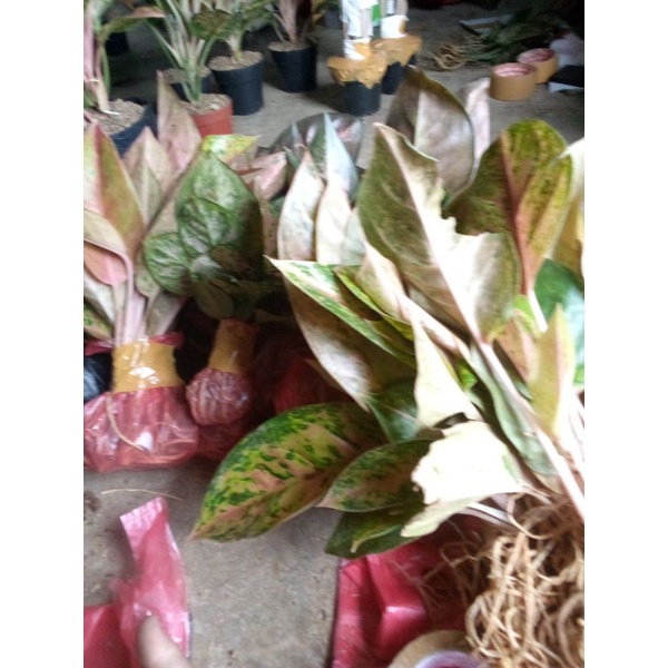 aglonema bigroy murah