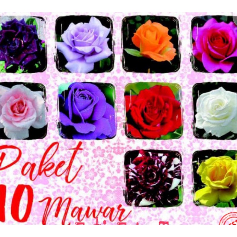 paket 10 tanaman hias mawar bunga mawar rambat / pohon mawar merambat