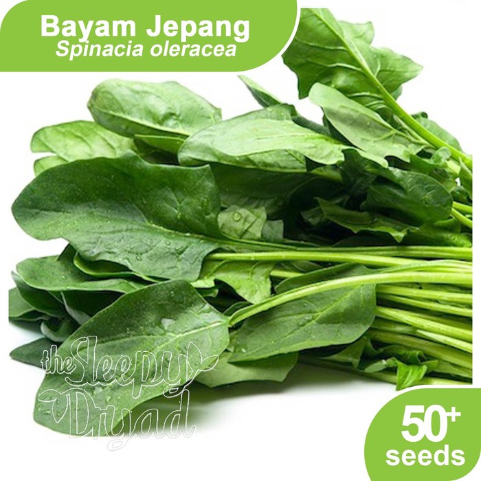 

PROMO TERMURAH Benih Bayam Jepang / Horenzo / Poey Ling - Spinach Seed PROMO SALE