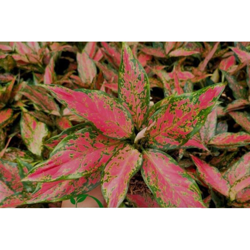 aglonema ruby batik/ruby garuda